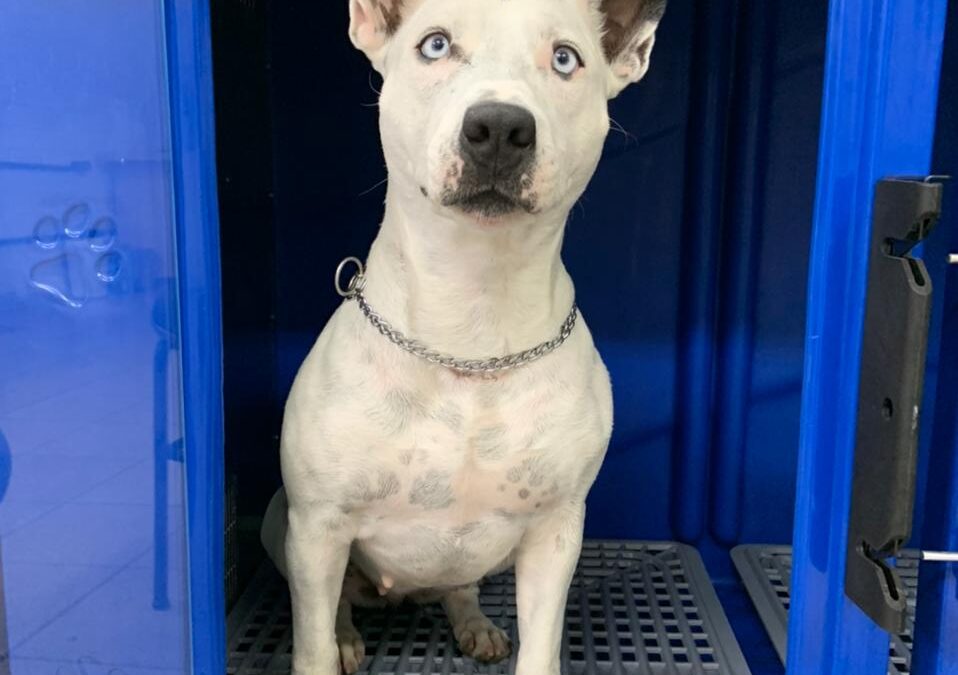 Secadora de Animais, heroína ou vilã?