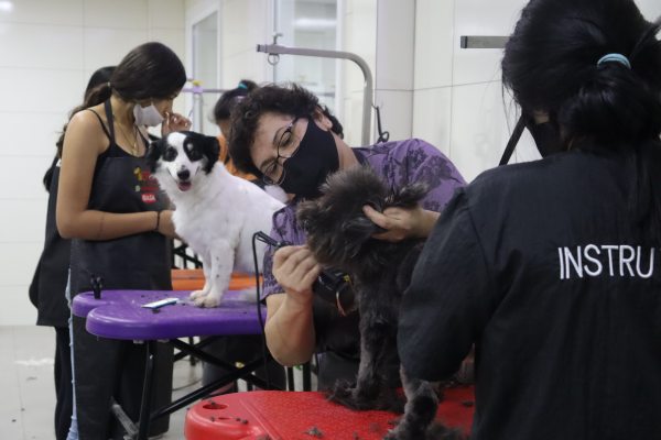 BANHO E TOSA AOS SÁBADOS