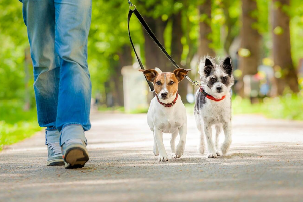 EDUCAÇ&Atilde;O CANINA