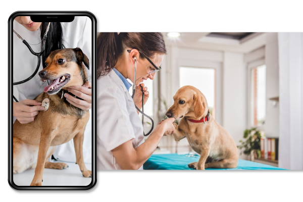 CURSO DE AUXILIAR VETERIN&Aacute;RIO ONLINE